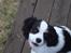 Cavalier king charles spaniel Martha