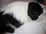 Cavalier king charles spaniel Martha