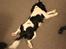 Cavalier king charles spaniel Martha
