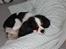 Cavalier king charles spaniel Martha