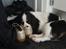 Cavalier king charles spaniel Martha