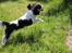Cavalier king charles spaniel Martha
