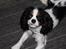 Cavalier king charles spaniel Martha