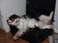 Cavalier king charles spaniel Martha
