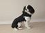 Cavalier king charles spaniel Martha