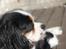 Cavalier king charles spaniel Martha