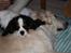Cavalier king charles spaniel Martha