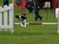 Cavalier king charles spaniel Martha