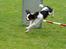 Cavalier king charles spaniel Martha