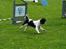 Cavalier king charles spaniel Martha