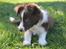 Border collie Pi