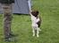 Border collie Pi