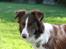 Border collie Pi