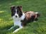 Border collie Pi