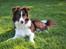 Border collie Pi