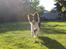 Border collie Pi