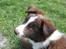 Border collie Pi