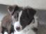 Border collie Pi
