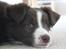 Border collie Pi