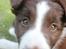 Border collie Pi