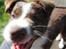Border collie Pi