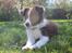 Border collie Pi