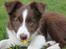 Border collie Pi
