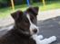 Border collie Pi