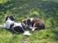 Border collie Pi