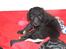 Blanding af racer Lilly (F1B Sproodle)