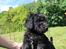 Blanding af racer Lilly (F1B Sproodle)