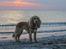 Cocker spaniel Cocio 