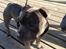 Staffordshire bull terrier Herman