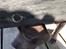 Staffordshire bull terrier Herman