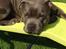 Staffordshire bull terrier Herman