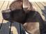 Staffordshire bull terrier Herman