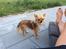 Chihuahua Al`Gisimo `s Adelita, Kaldenavn : Alma