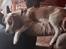 Beagle The beagles My Valentine aka Cody<3