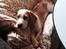 Beagle The beagles My Valentine aka Cody<3
