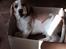 Beagle The beagles My Valentine aka Cody<3