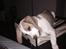 Beagle The beagles My Valentine aka Cody<3