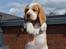 Beagle The beagles My Valentine aka Cody<3