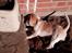 Beagle The beagles My Valentine aka Cody<3