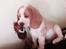 Beagle The beagles My Valentine aka Cody<3