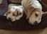 Beagle The beagles My Valentine aka Cody<3
