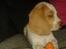 Beagle The beagles My Valentine aka Cody<3