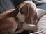 Beagle The beagles My Valentine aka Cody<3