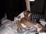 Beagle The beagles My Valentine aka Cody<3