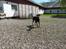 Dobermann Raphaels Fleur R.I.P <3