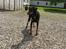Dobermann Raphaels Fleur R.I.P <3